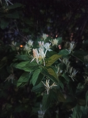 Lonicera tatarica