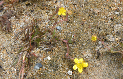 Ranunculus reptans
