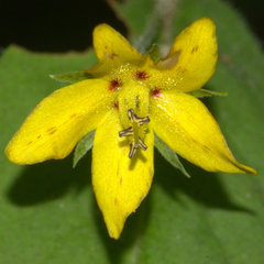 Lysimachia quadrifolia