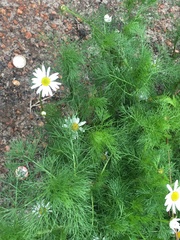 Tripleurospermum inodorum