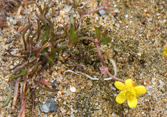 Ranunculus reptans