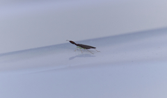 Heterotoma planicornis