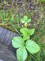 Fragaria vesca americana