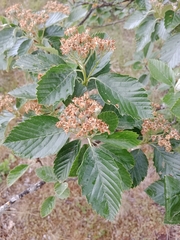 Karpatiosorbus