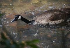 Branta canadensis