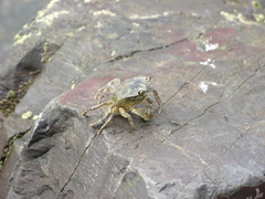 Hemigrapsus penicillatus
