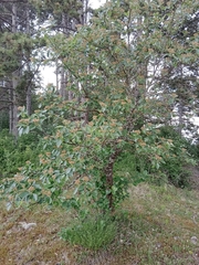 Karpatiosorbus