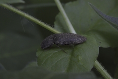 Agrypnus binodulus coreanus