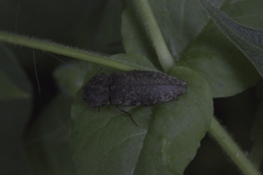 Agrypnus binodulus coreanus