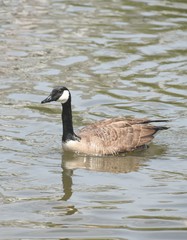 Branta canadensis