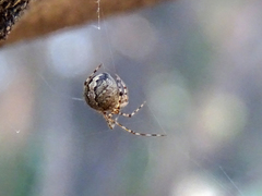 Theridion