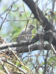 Haemorhous mexicanus