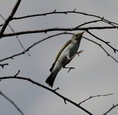Phylloscopus bonelli