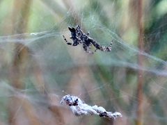 Cyrtophora citricola