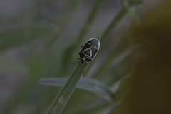 Eurydema gebleri