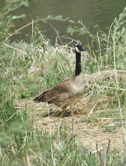 Branta canadensis