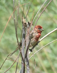 Haemorhous mexicanus