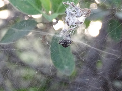 Cyrtophora citricola