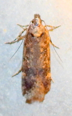 Chionodes trichostola