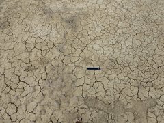 Panthera pardus tulliana