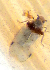 Cixius stigmatus