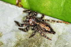 Anarrhotus fossulatus