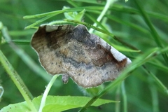 Pangrapta perturbans