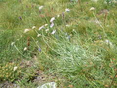 Scabiosa triandra