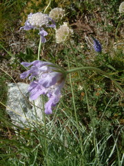 Scabiosa triandra