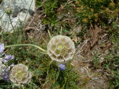Scabiosa triandra