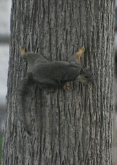 Sciurus niger