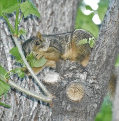 Sciurus niger