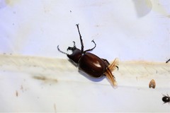 Xylotrupes mniszechi