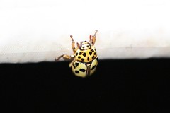 Lutera nigromaculata