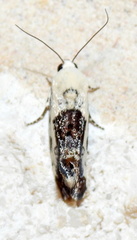 Ponometia phecolisca