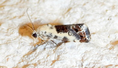 Ponometia phecolisca