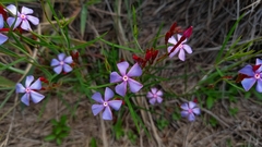 Mandevilla tenuifolia