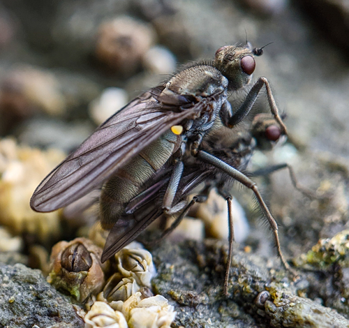 Oedoparena glauca (Coquillett, 1900)