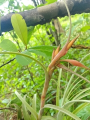 Tillandsia