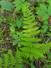 Cystopteris tennesseensis