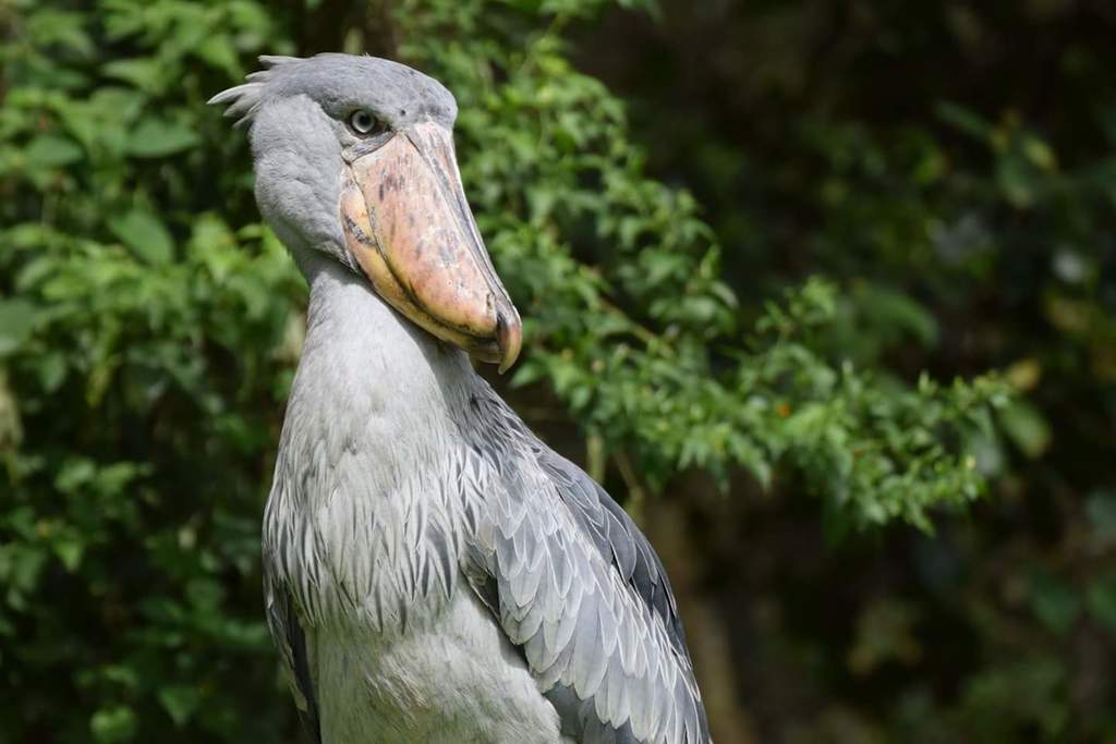 Shoebill On February 27, 2018 By Cnshort · Inaturalist.ca