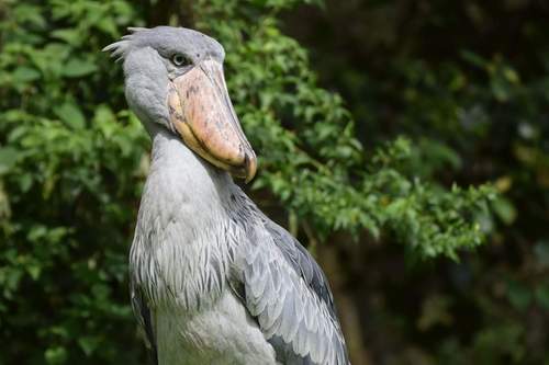 Shoebill