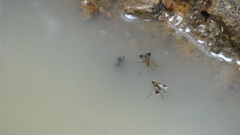 Poecilobothrus nobilitatus