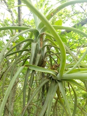 Tillandsia