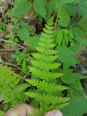 Cystopteris tennesseensis