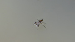 Poecilobothrus nobilitatus
