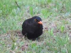 Turdus merula
