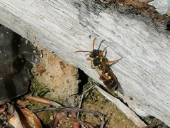 Nomada goodeniana