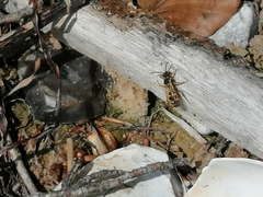 Nomada goodeniana