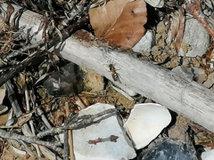 Nomada goodeniana